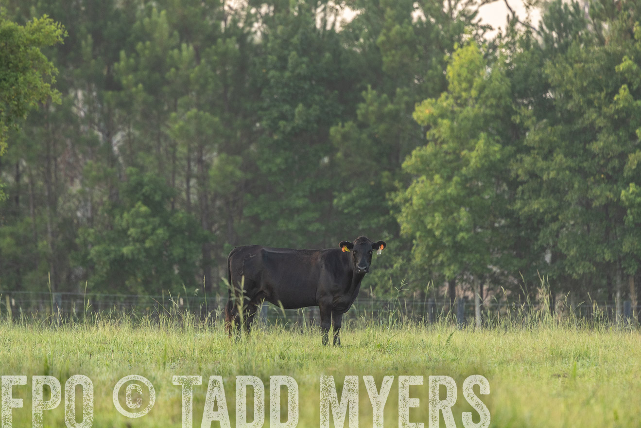 TMyers_PP_ChessieCreekFarm_Walterboro_July2024-525648