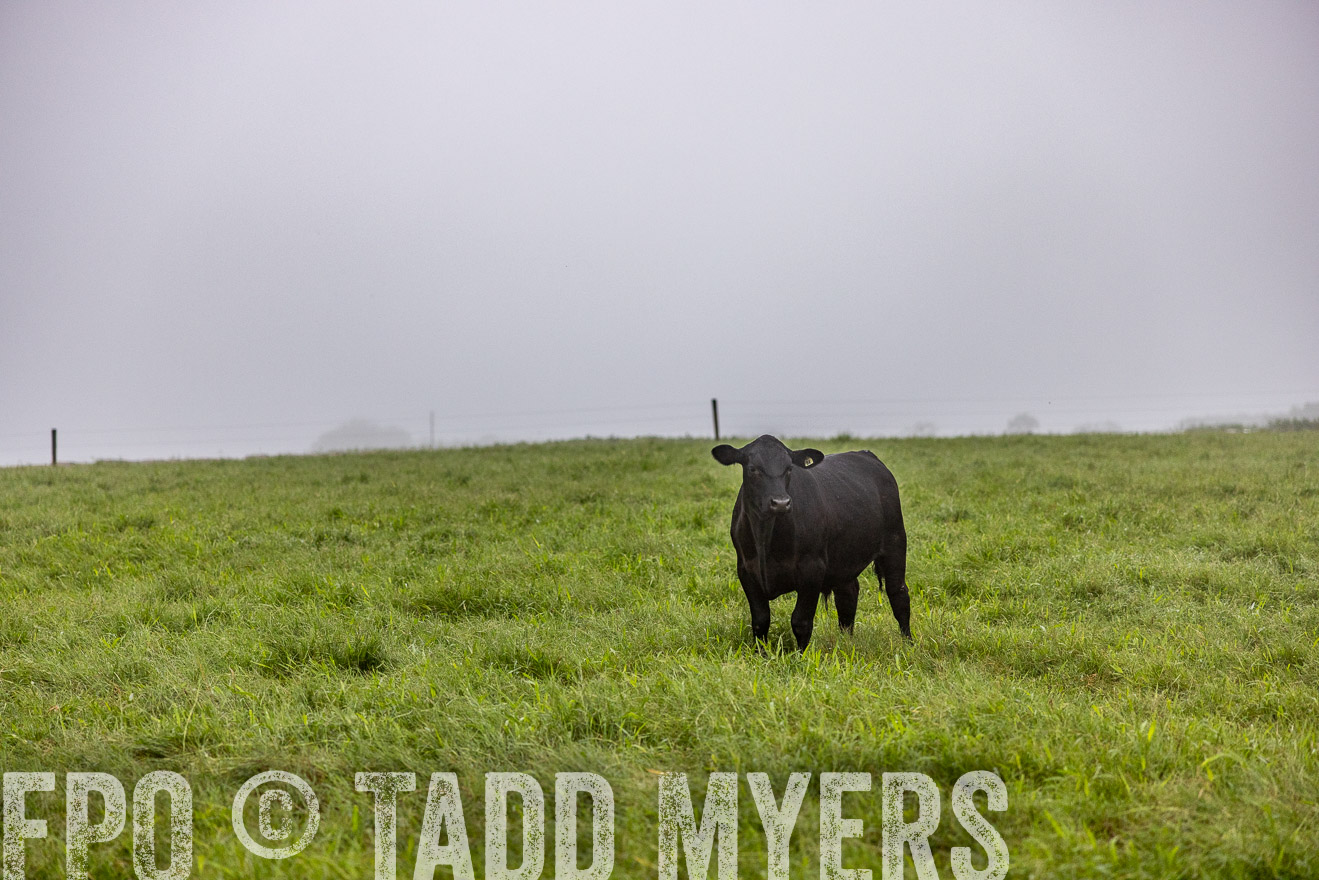 TMyers_PP_SleepyCreekFarm_Forsyth_July2024-513706