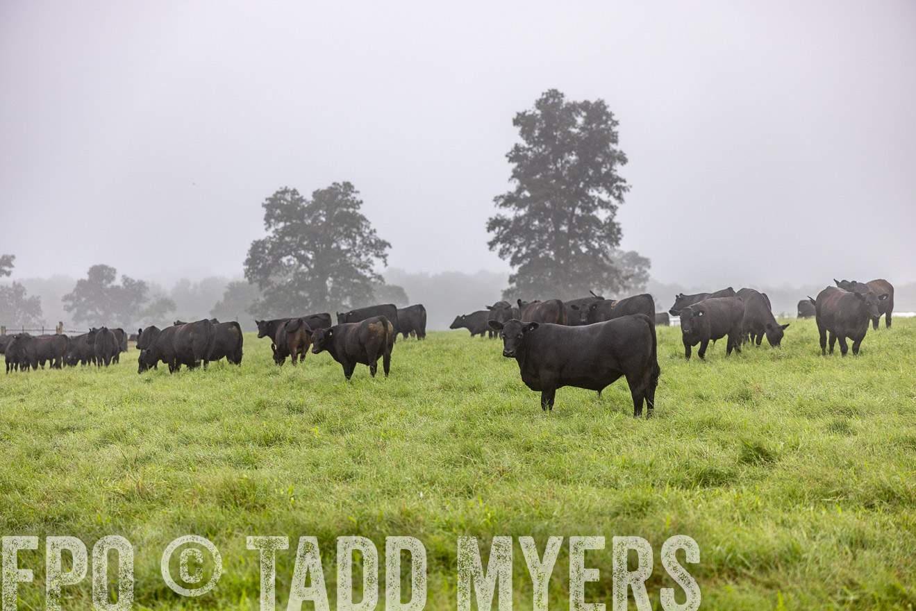 TMyers_PP_SleepyCreekFarm_Forsyth_July2024-513710