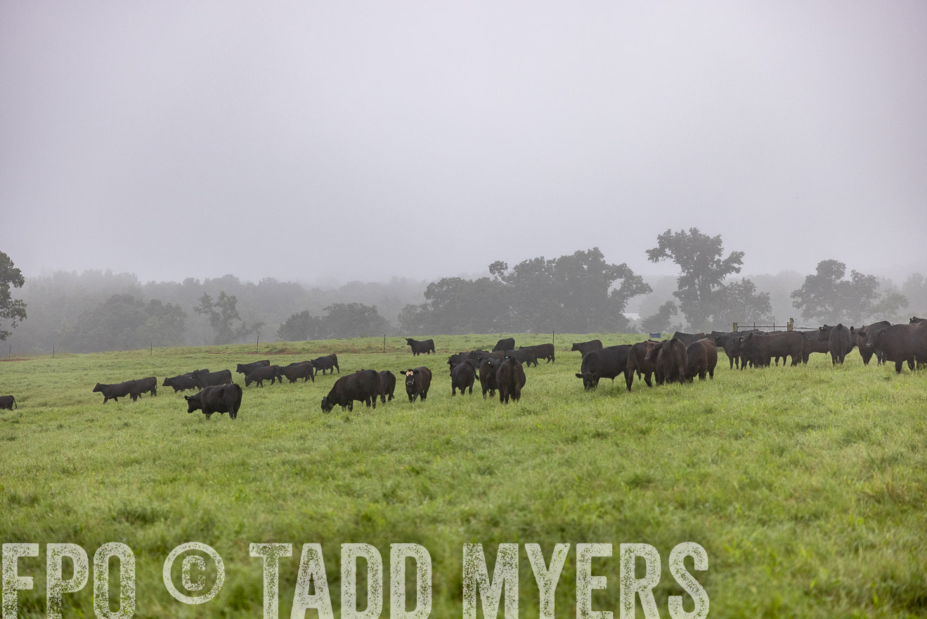 TMyers_PP_SleepyCreekFarm_Forsyth_July2024-513719