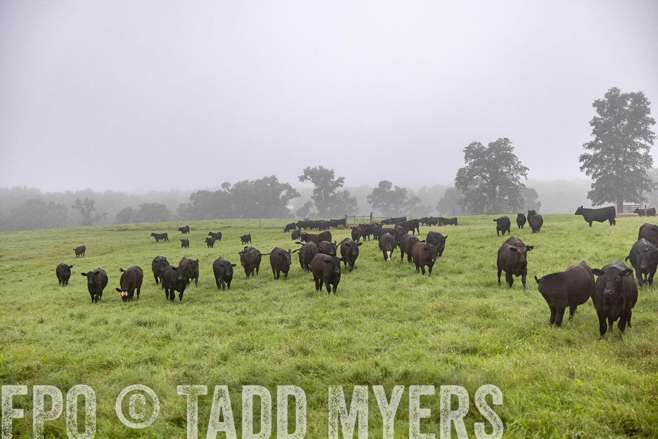 TMyers_PP_SleepyCreekFarm_Forsyth_July2024-513729