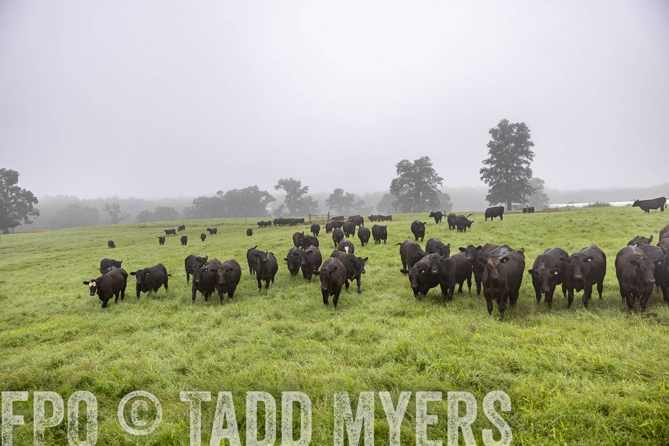 TMyers_PP_SleepyCreekFarm_Forsyth_July2024-513747
