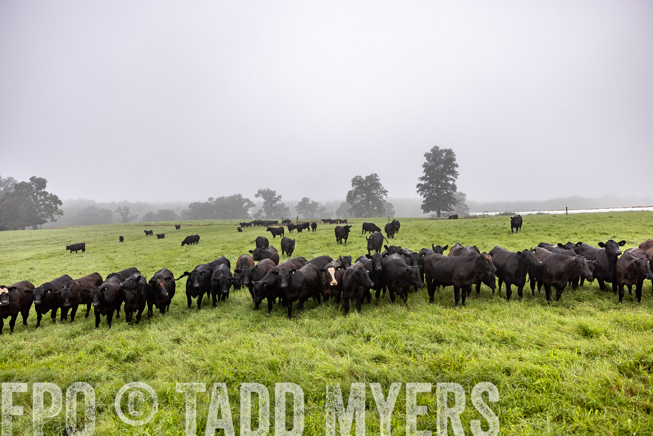 TMyers_PP_SleepyCreekFarm_Forsyth_July2024-513763