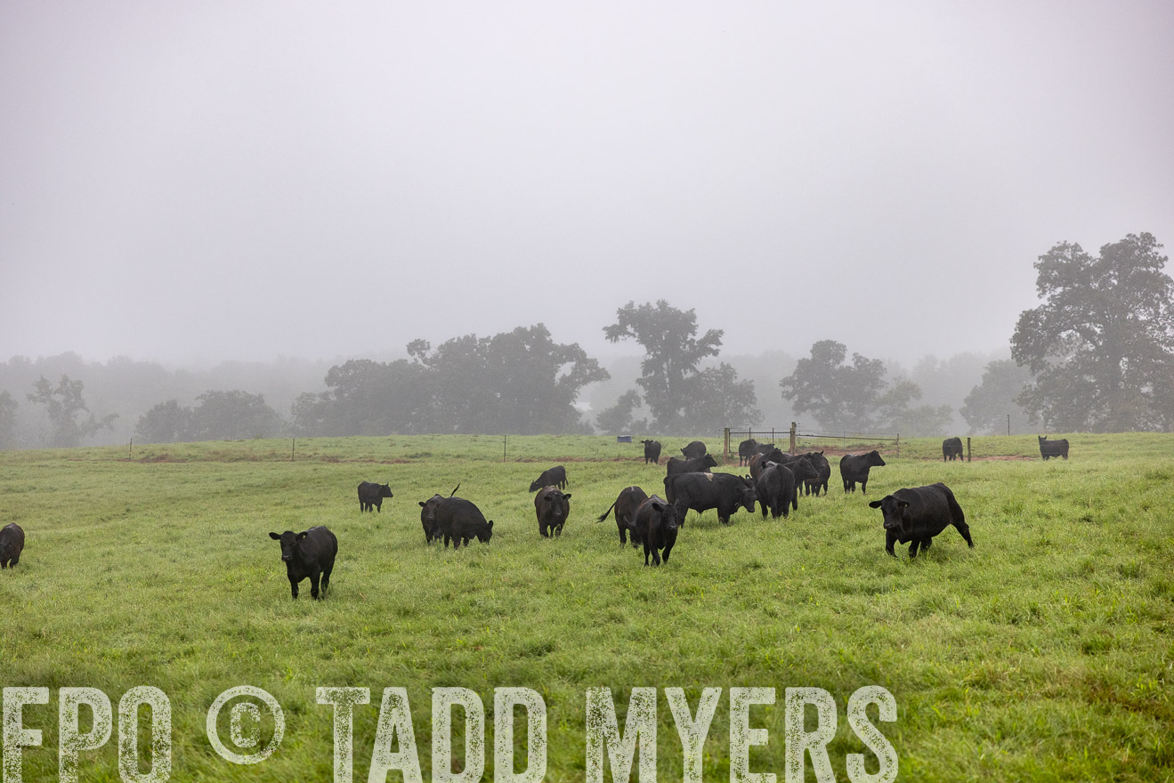 TMyers_PP_SleepyCreekFarm_Forsyth_July2024-513792