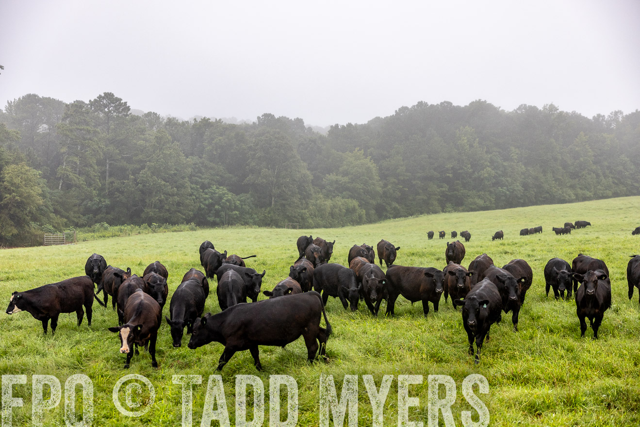 TMyers_PP_SleepyCreekFarm_Forsyth_July2024-513800
