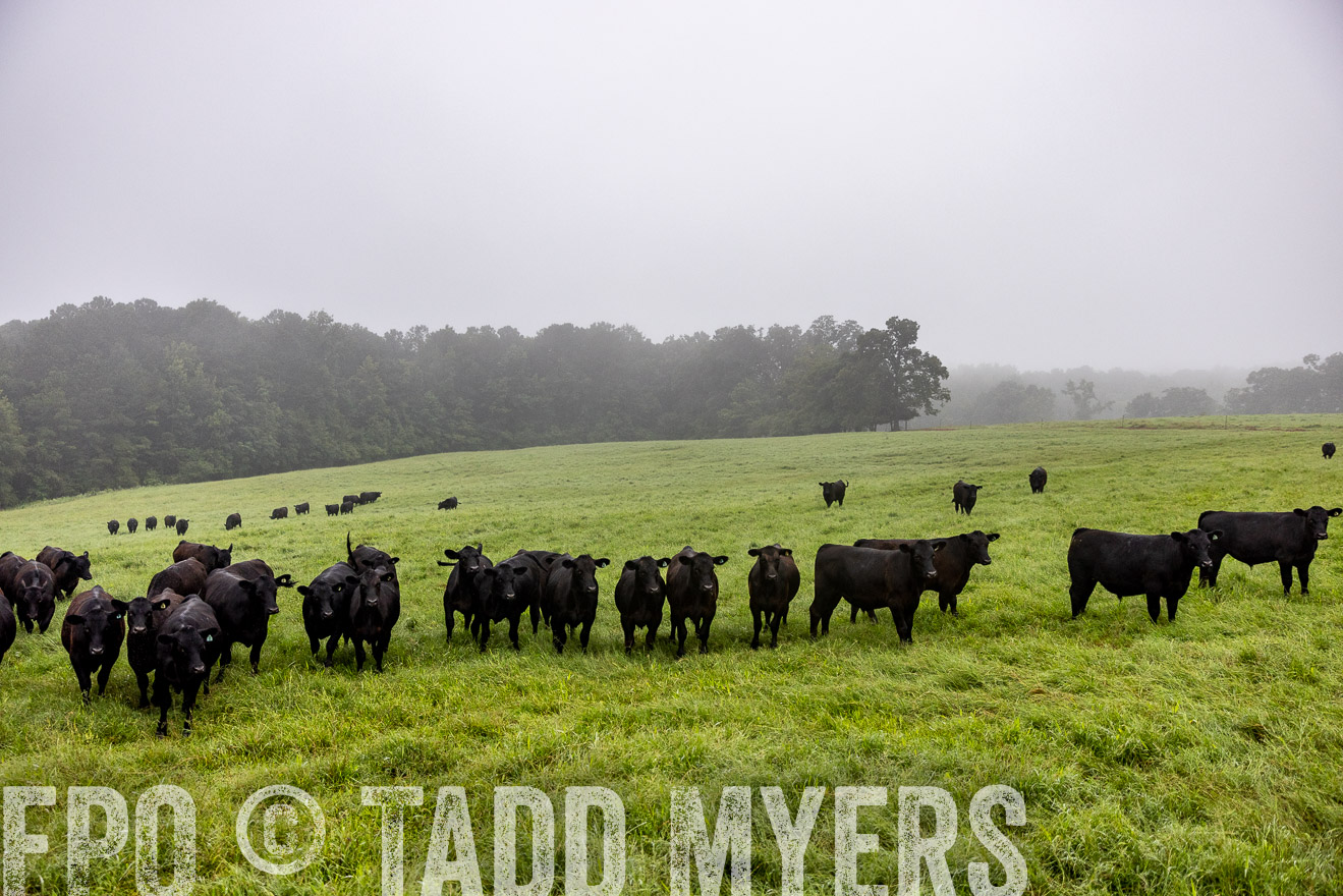 TMyers_PP_SleepyCreekFarm_Forsyth_July2024-513814
