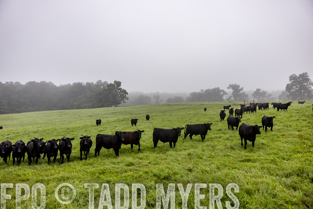 TMyers_PP_SleepyCreekFarm_Forsyth_July2024-513818