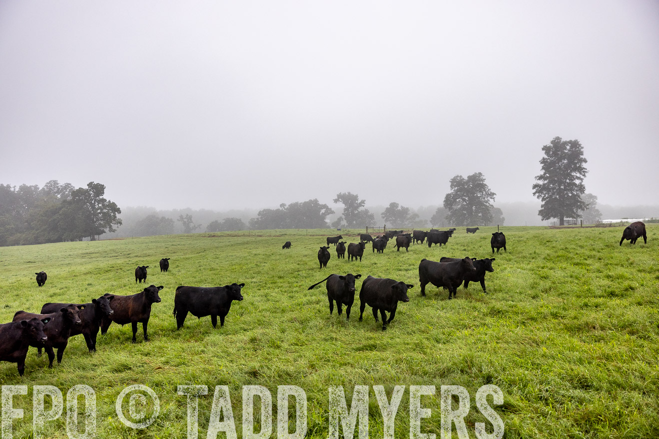 TMyers_PP_SleepyCreekFarm_Forsyth_July2024-513828