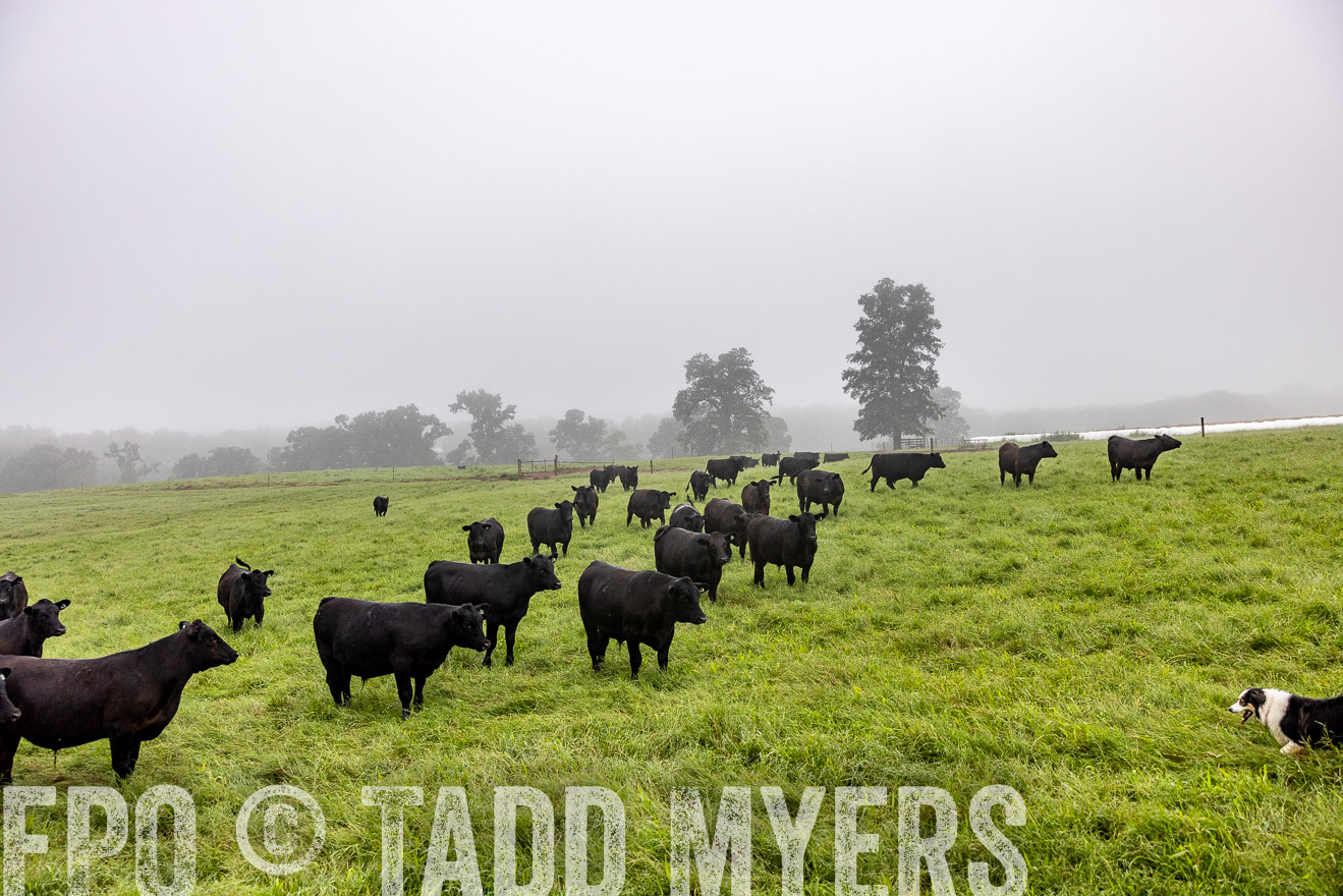 TMyers_PP_SleepyCreekFarm_Forsyth_July2024-513838