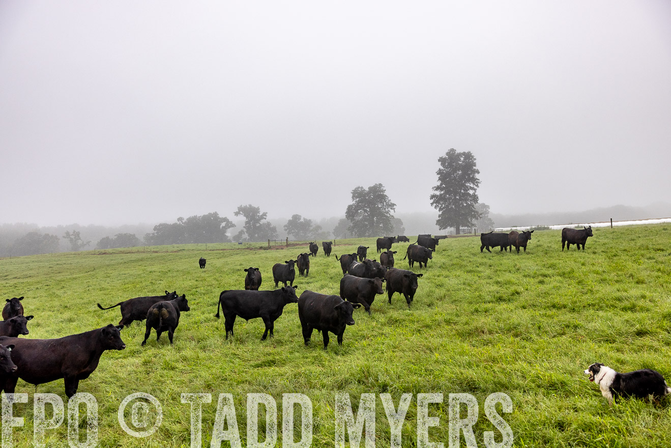 TMyers_PP_SleepyCreekFarm_Forsyth_July2024-513843