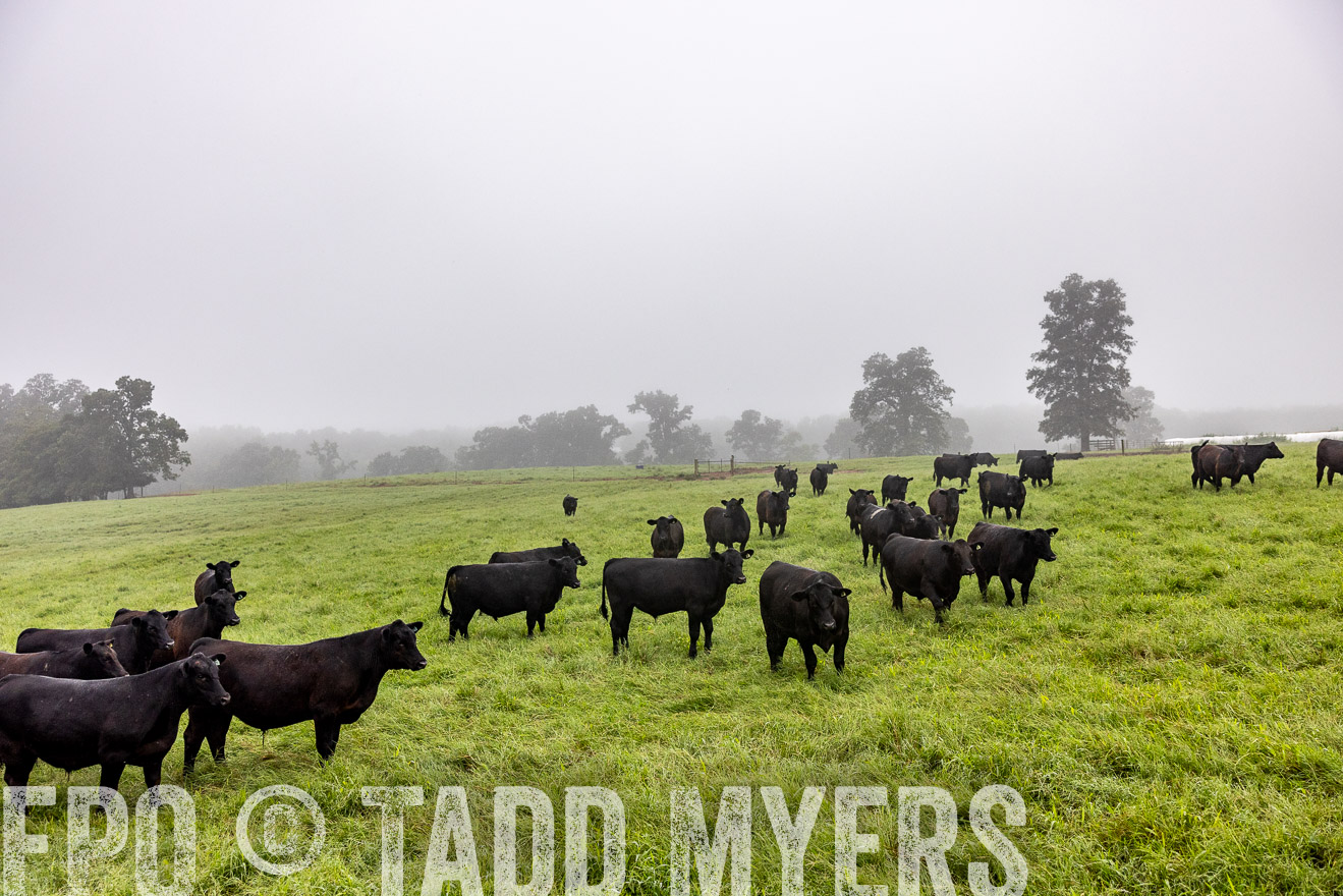 TMyers_PP_SleepyCreekFarm_Forsyth_July2024-513847