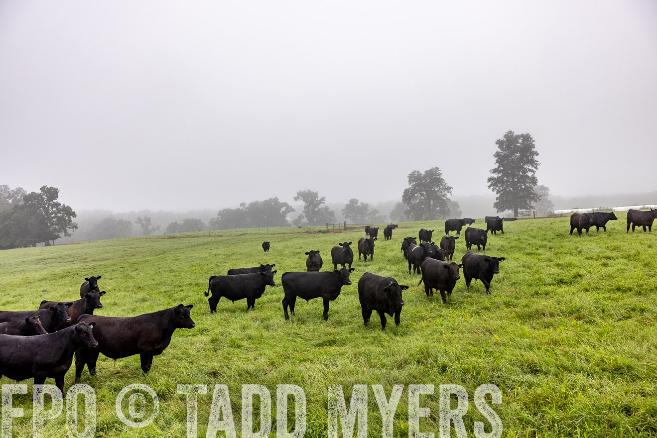 TMyers_PP_SleepyCreekFarm_Forsyth_July2024-513850