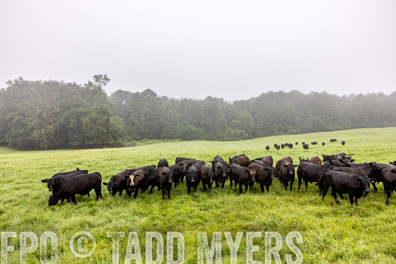 TMyers_PP_SleepyCreekFarm_Forsyth_July2024-513854