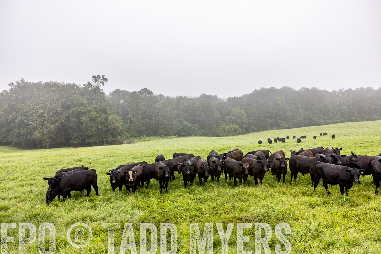 TMyers_PP_SleepyCreekFarm_Forsyth_July2024-513859