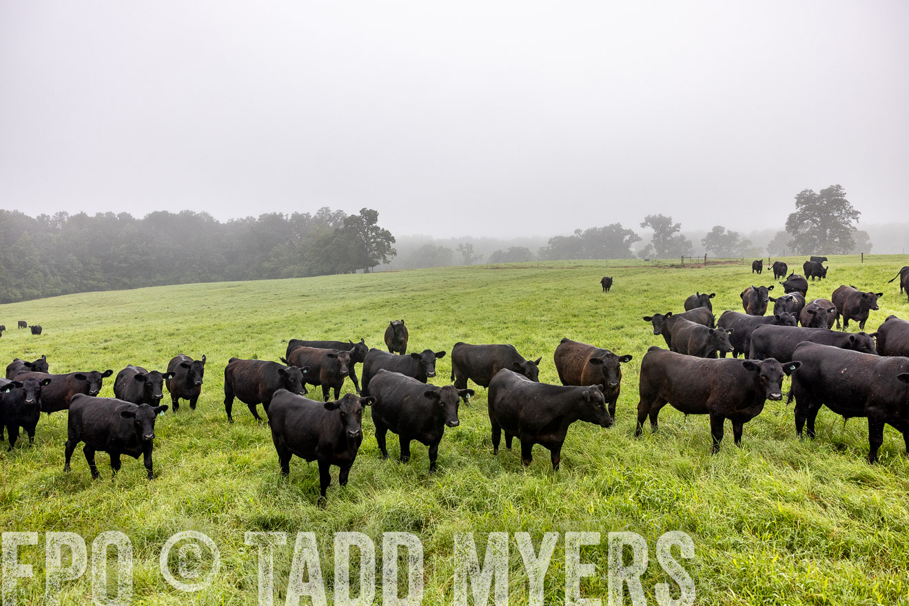 TMyers_PP_SleepyCreekFarm_Forsyth_July2024-513863