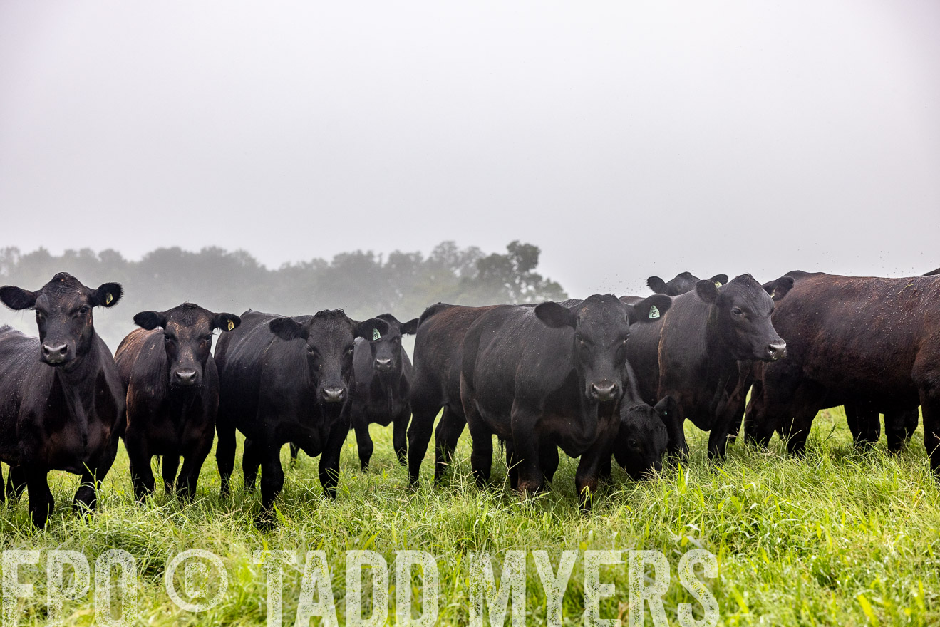 TMyers_PP_SleepyCreekFarm_Forsyth_July2024-513872