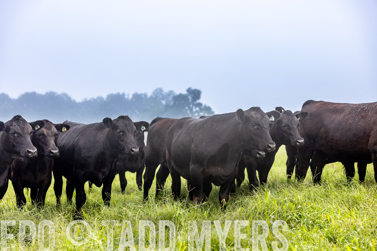 TMyers_PP_SleepyCreekFarm_Forsyth_July2024-513879
