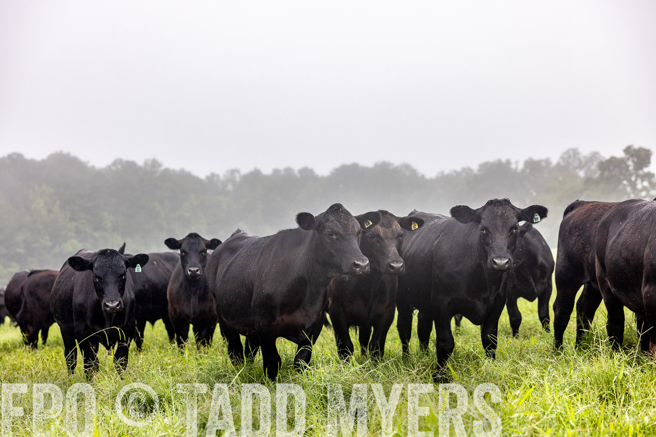 TMyers_PP_SleepyCreekFarm_Forsyth_July2024-513883