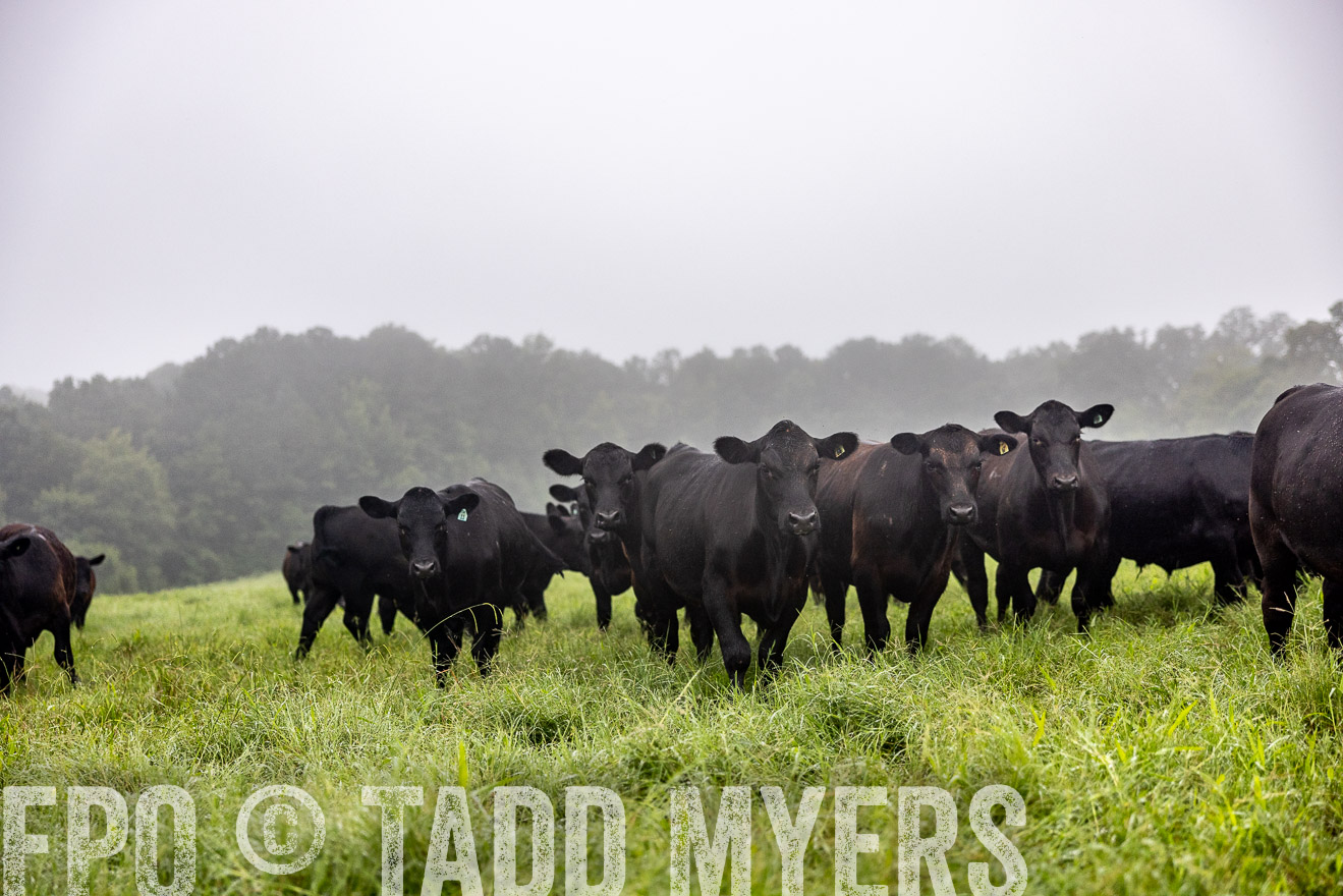 TMyers_PP_SleepyCreekFarm_Forsyth_July2024-513894