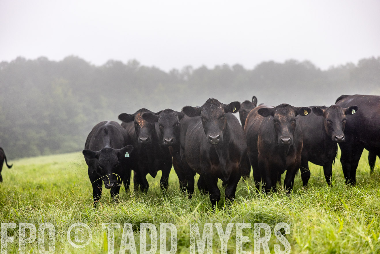 TMyers_PP_SleepyCreekFarm_Forsyth_July2024-513908
