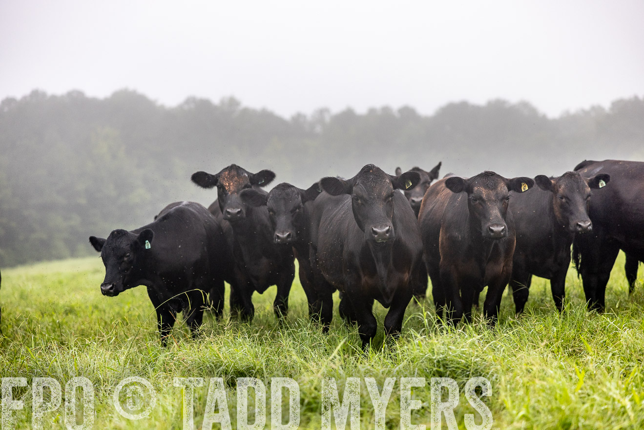 TMyers_PP_SleepyCreekFarm_Forsyth_July2024-513914