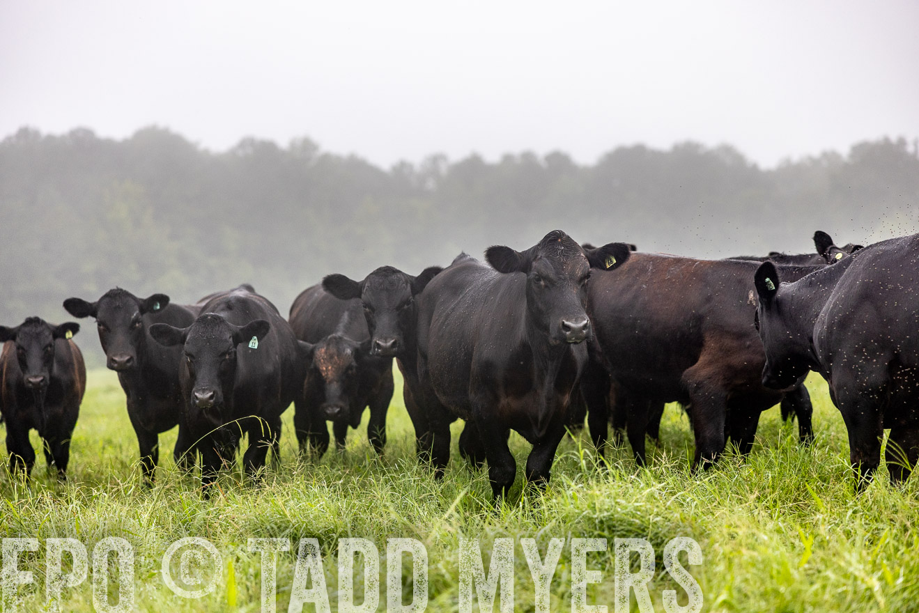 TMyers_PP_SleepyCreekFarm_Forsyth_July2024-513916