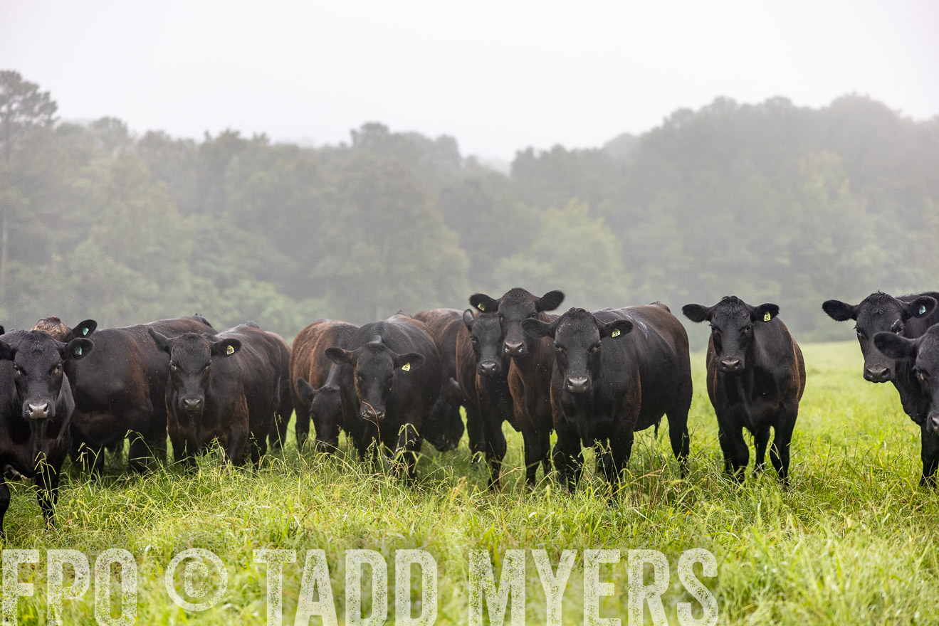 TMyers_PP_SleepyCreekFarm_Forsyth_July2024-513922