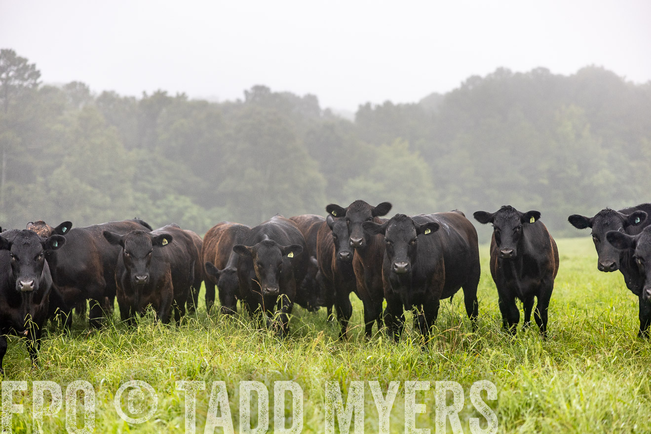 TMyers_PP_SleepyCreekFarm_Forsyth_July2024-513926