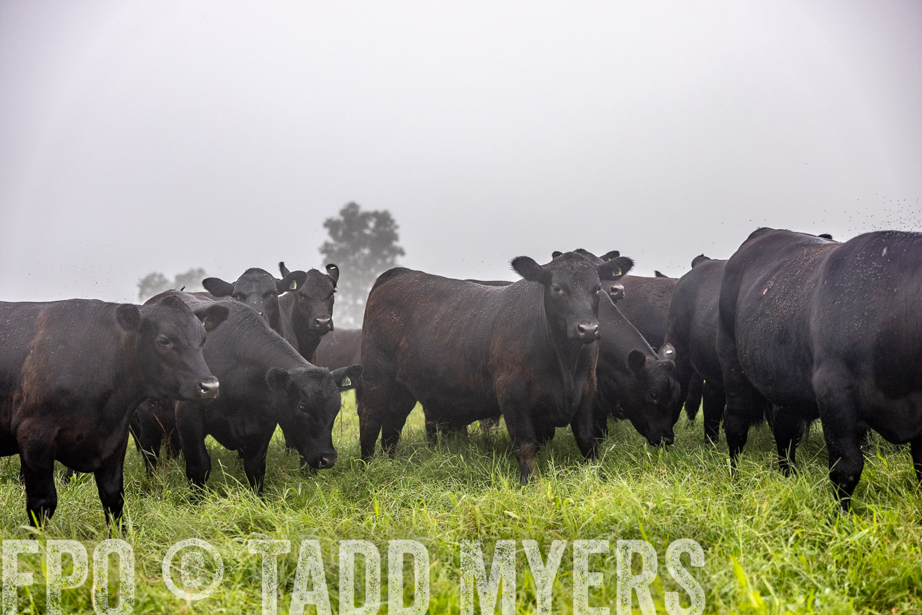 TMyers_PP_SleepyCreekFarm_Forsyth_July2024-513938