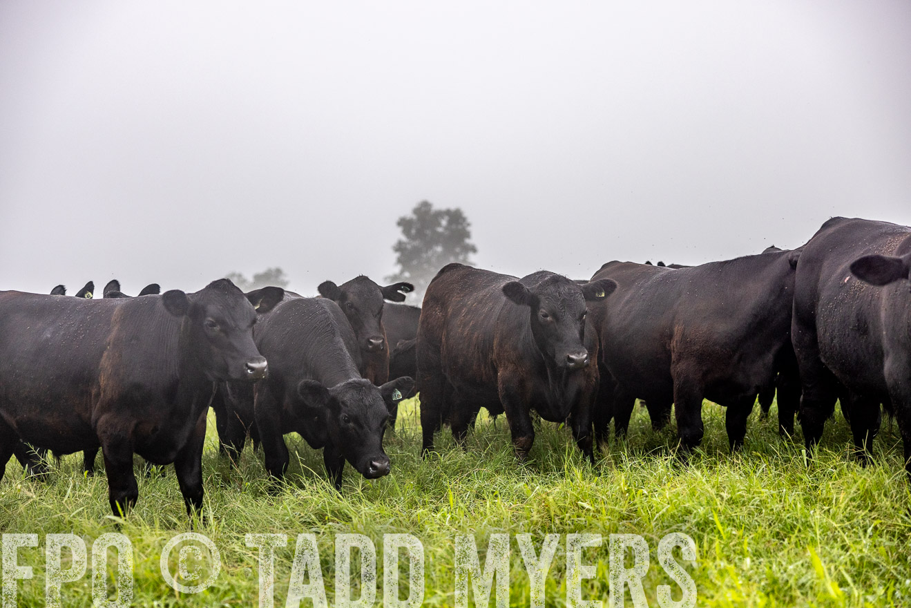 TMyers_PP_SleepyCreekFarm_Forsyth_July2024-513940