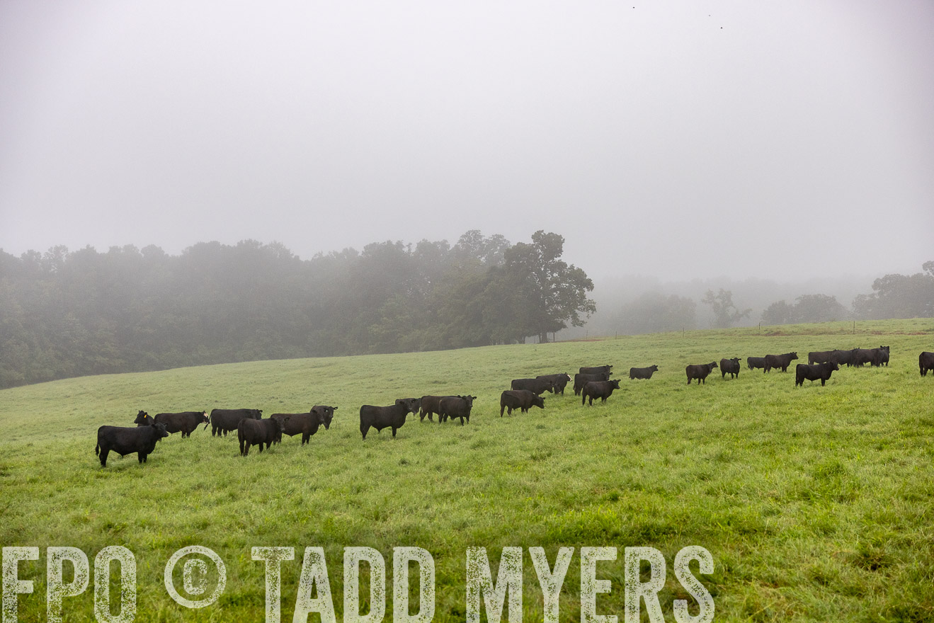 TMyers_PP_SleepyCreekFarm_Forsyth_July2024-513945