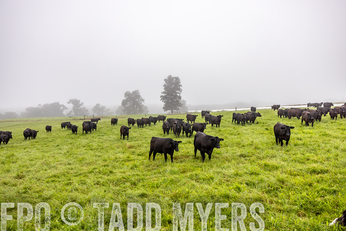 TMyers_PP_SleepyCreekFarm_Forsyth_July2024-513971