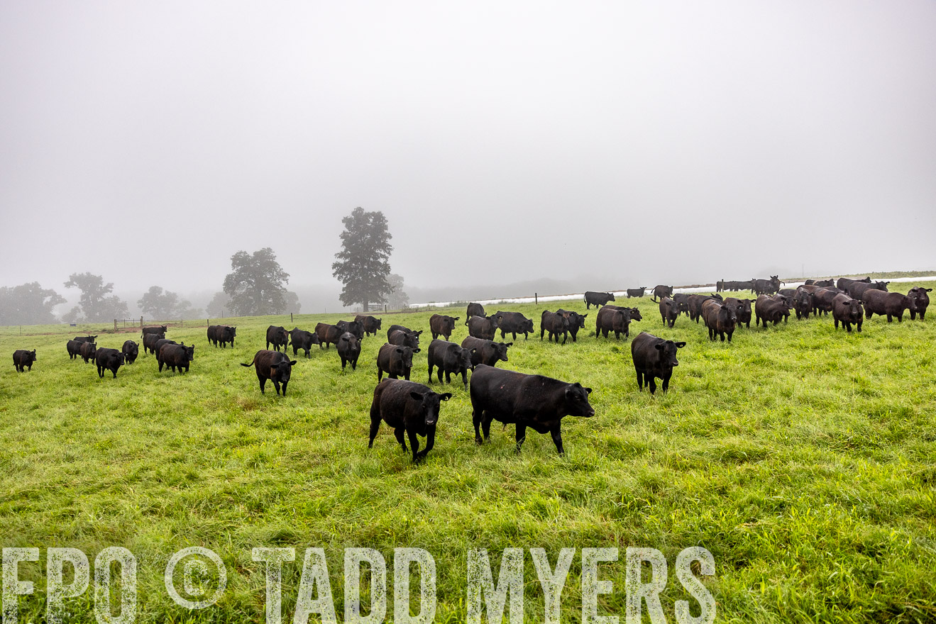 TMyers_PP_SleepyCreekFarm_Forsyth_July2024-513983