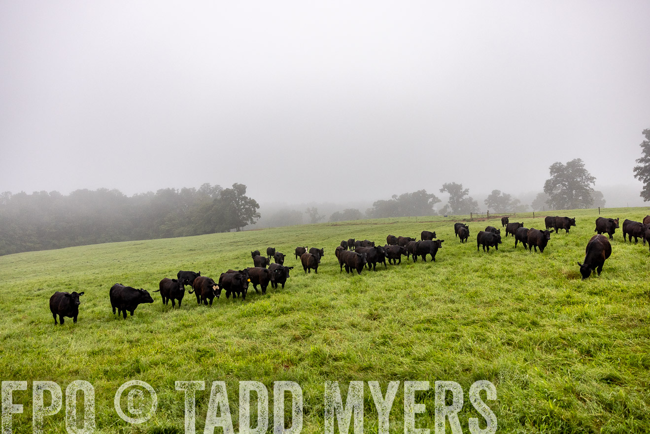 TMyers_PP_SleepyCreekFarm_Forsyth_July2024-513986