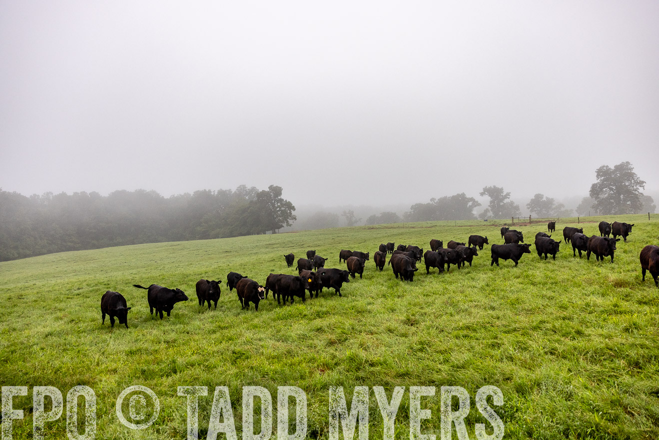 TMyers_PP_SleepyCreekFarm_Forsyth_July2024-513991