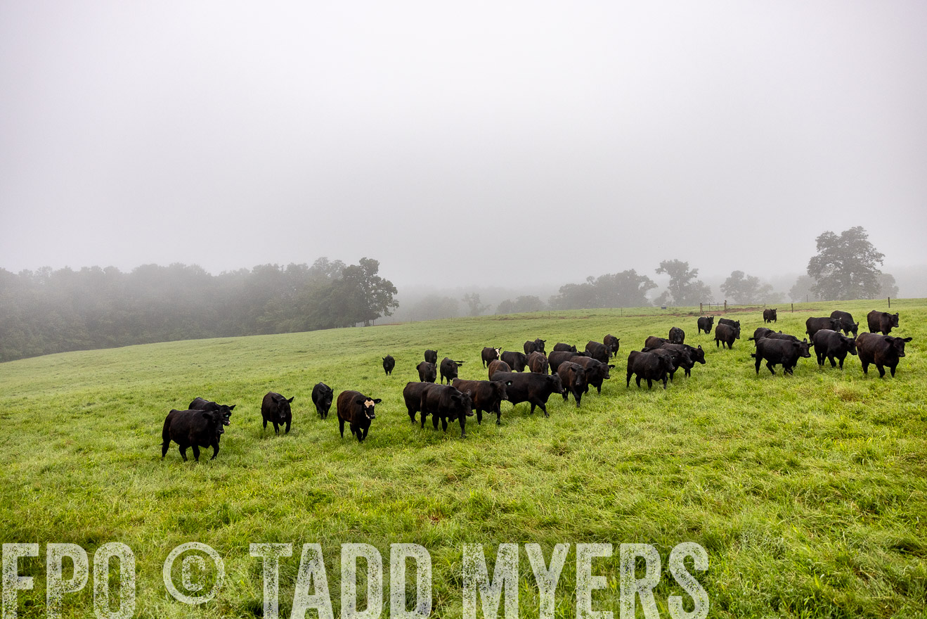 TMyers_PP_SleepyCreekFarm_Forsyth_July2024-513996