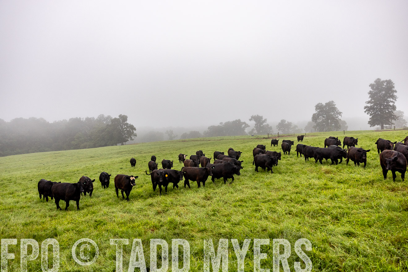 TMyers_PP_SleepyCreekFarm_Forsyth_July2024-514000