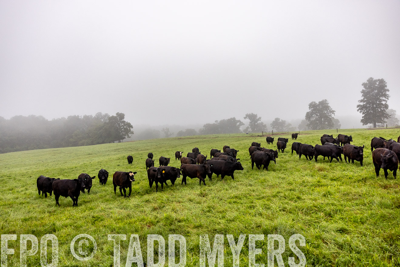 TMyers_PP_SleepyCreekFarm_Forsyth_July2024-514003