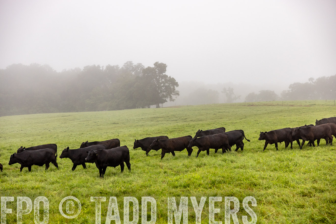 TMyers_PP_SleepyCreekFarm_Forsyth_July2024-514025