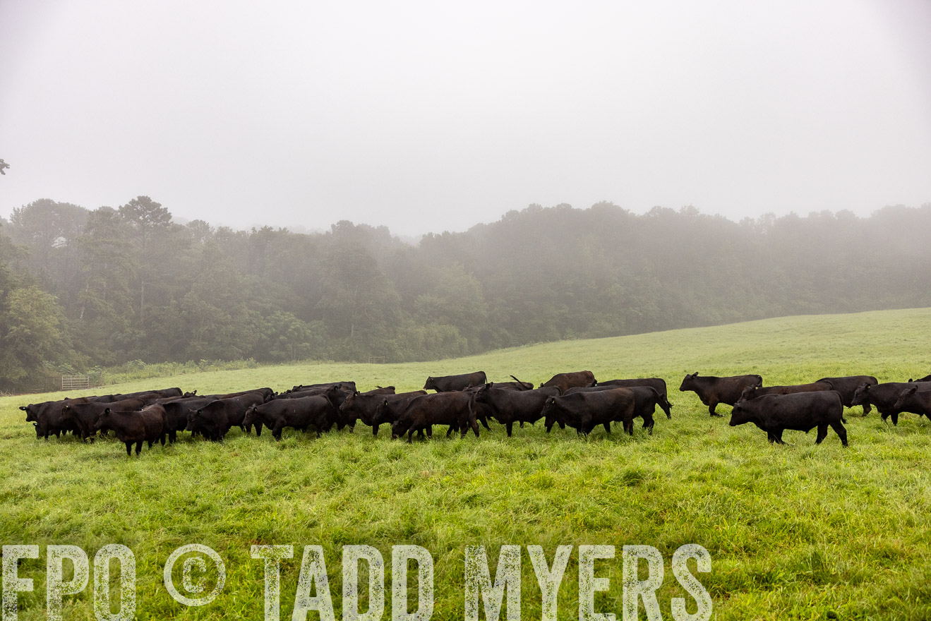 TMyers_PP_SleepyCreekFarm_Forsyth_July2024-514041