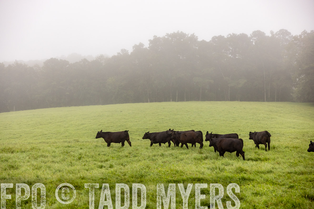 TMyers_PP_SleepyCreekFarm_Forsyth_July2024-514046