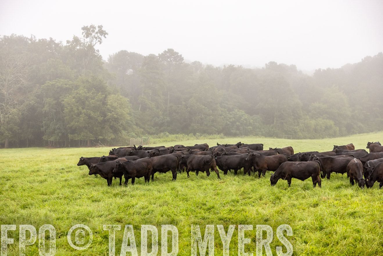 TMyers_PP_SleepyCreekFarm_Forsyth_July2024-514065
