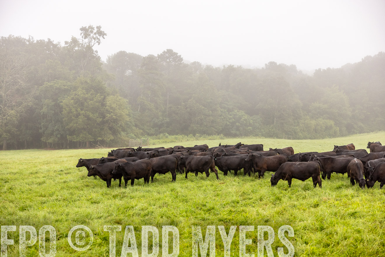 TMyers_PP_SleepyCreekFarm_Forsyth_July2024-514066