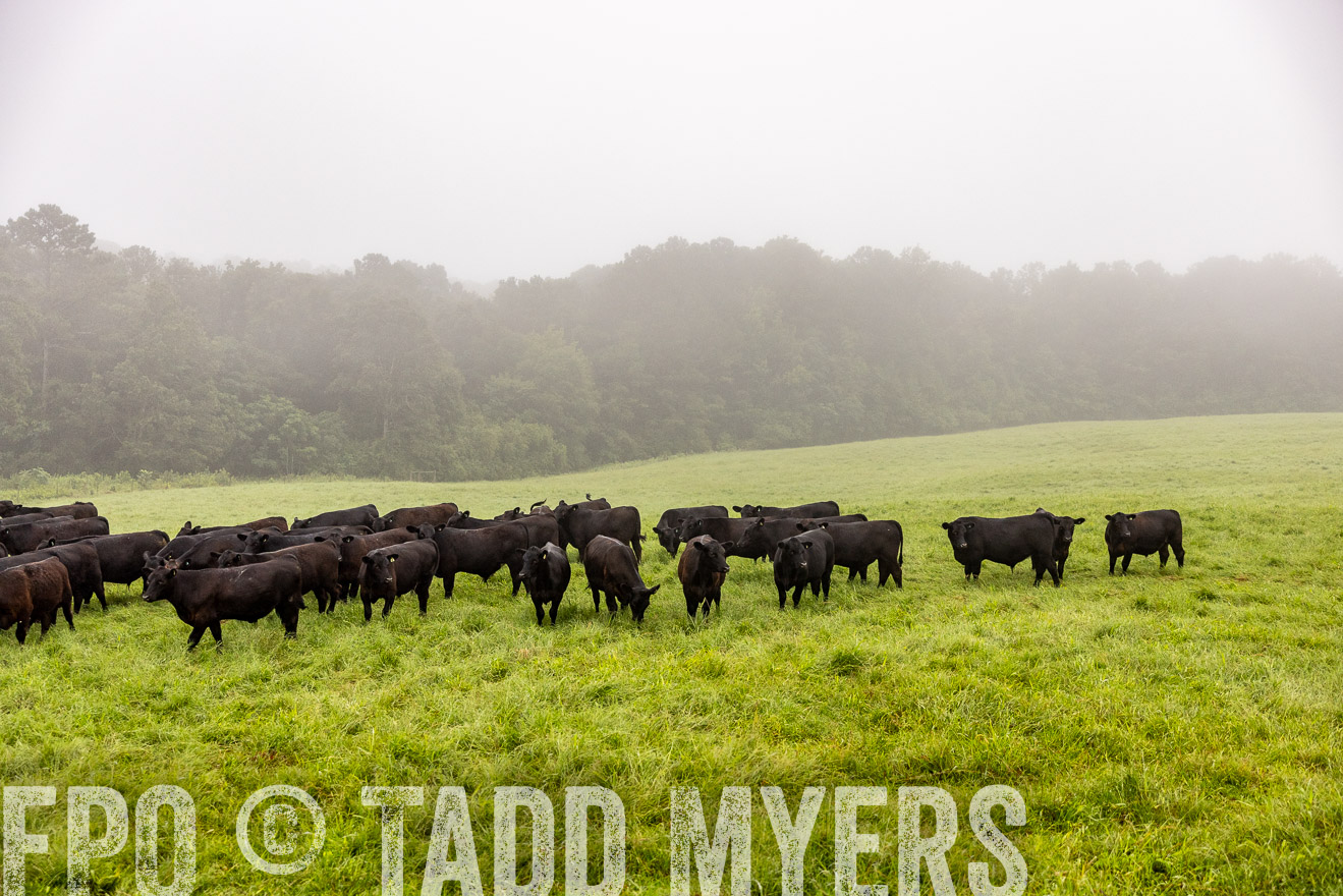 TMyers_PP_SleepyCreekFarm_Forsyth_July2024-514067