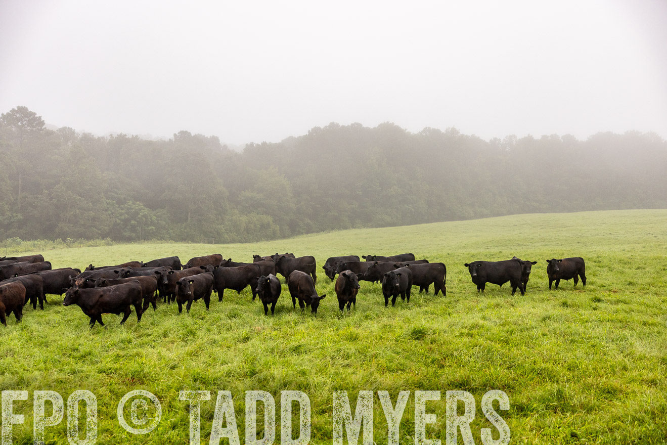TMyers_PP_SleepyCreekFarm_Forsyth_July2024-514070