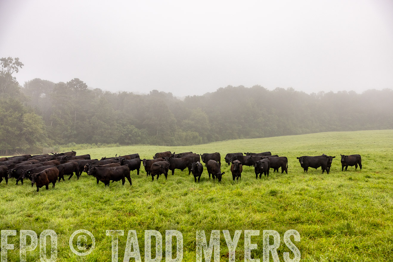 TMyers_PP_SleepyCreekFarm_Forsyth_July2024-514074