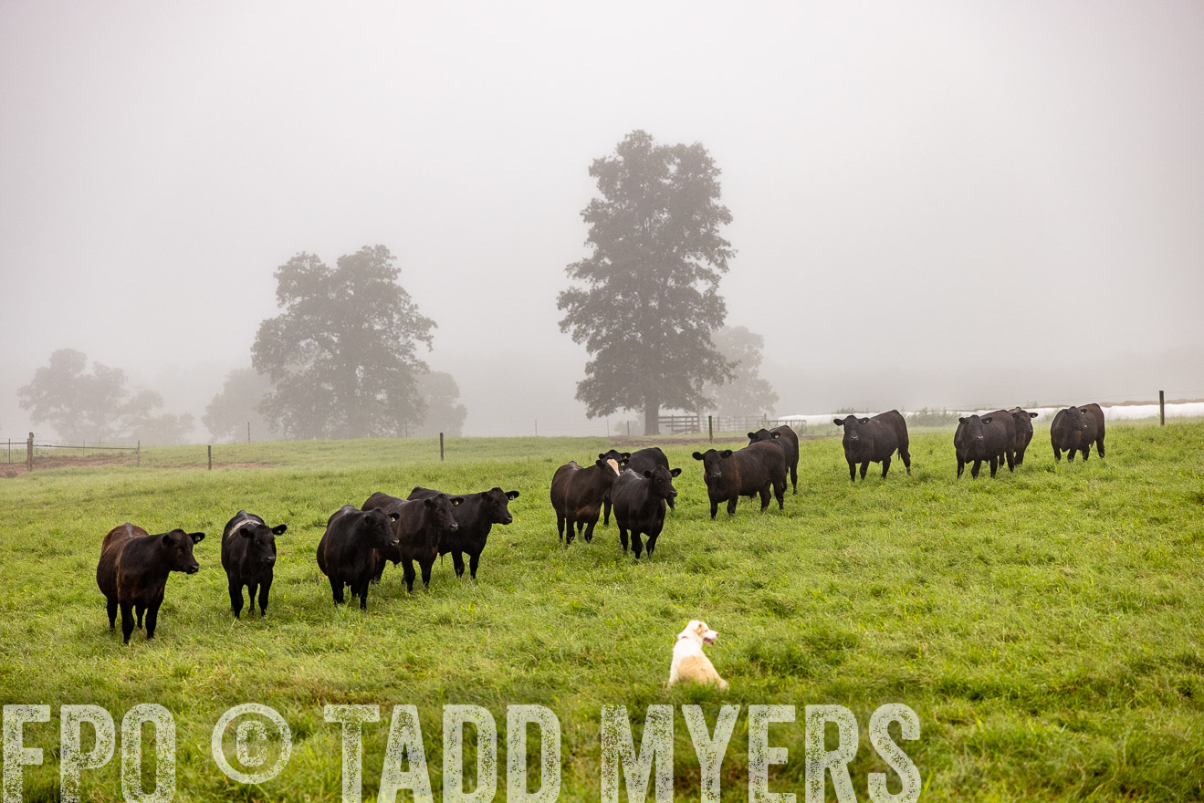 TMyers_PP_SleepyCreekFarm_Forsyth_July2024-514088