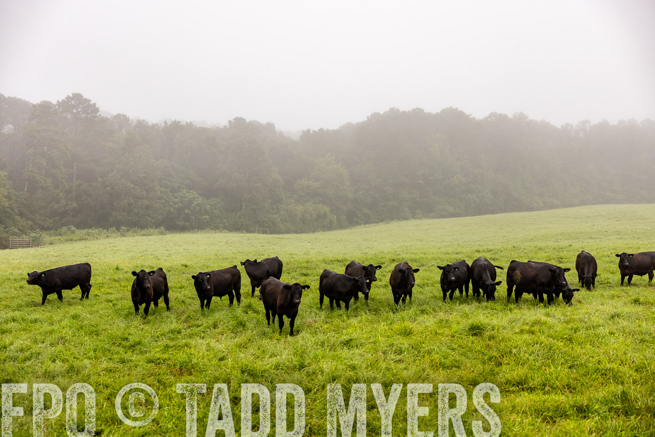 TMyers_PP_SleepyCreekFarm_Forsyth_July2024-514092
