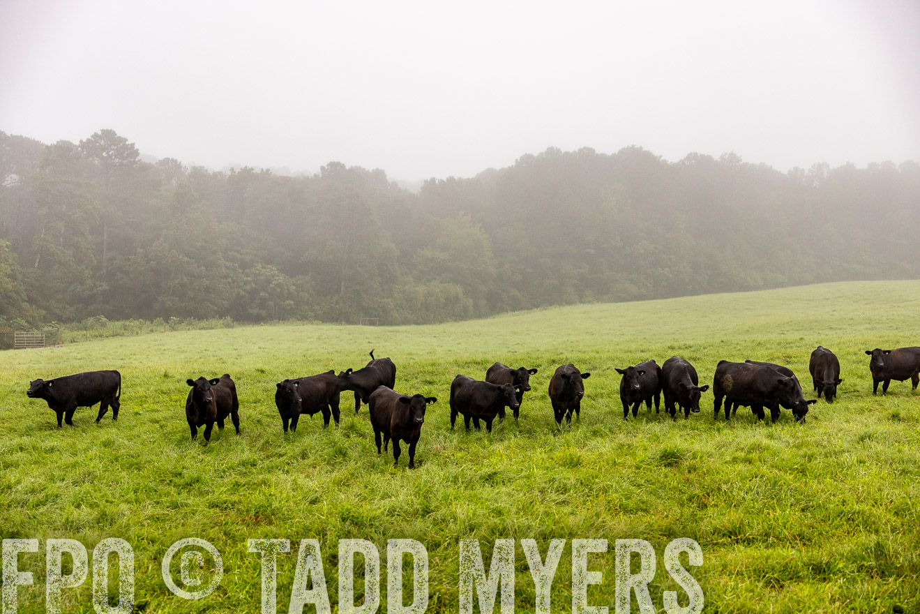TMyers_PP_SleepyCreekFarm_Forsyth_July2024-514095