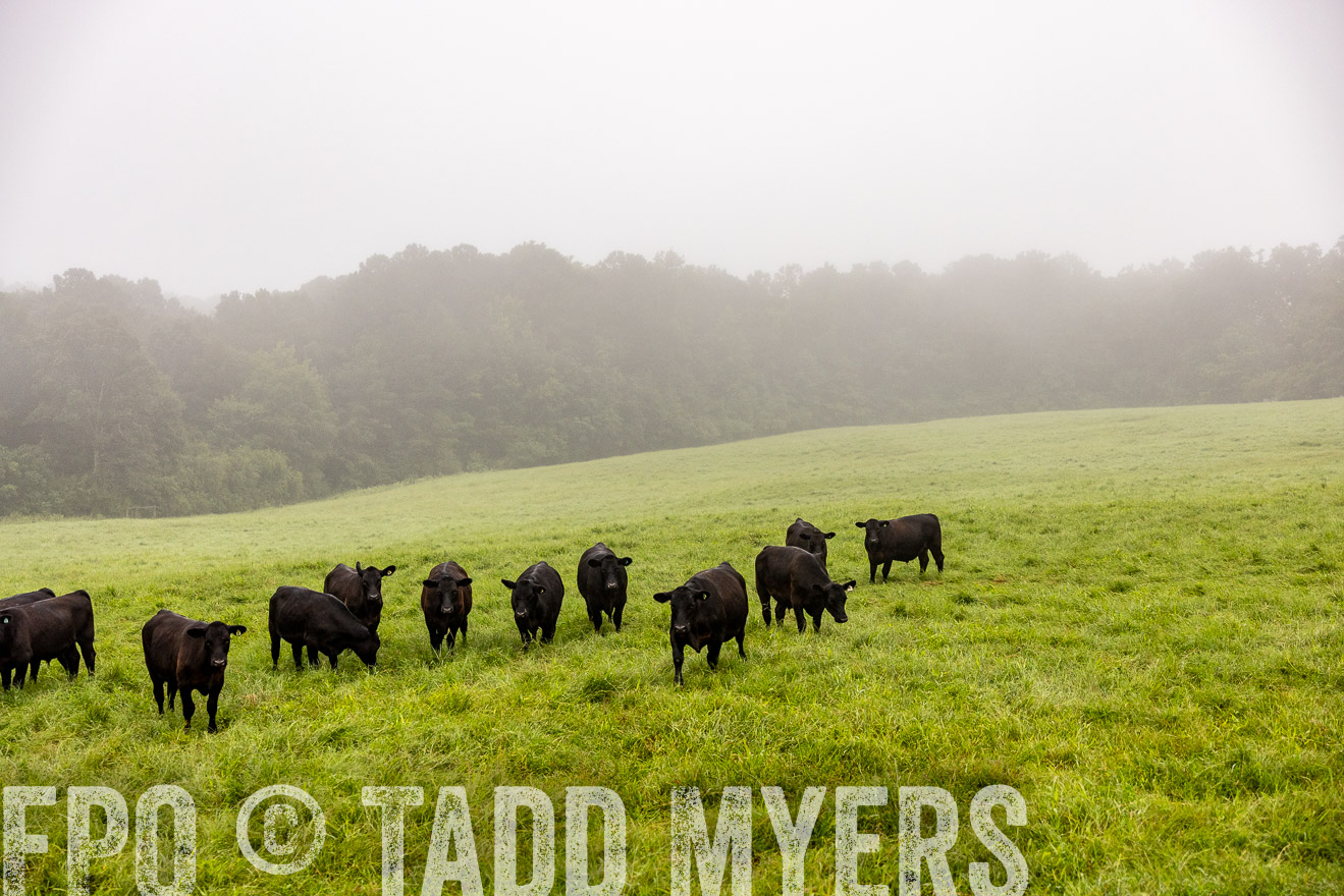 TMyers_PP_SleepyCreekFarm_Forsyth_July2024-514100
